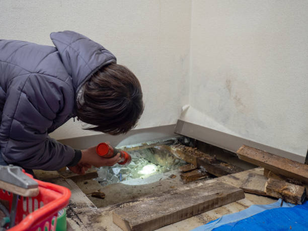 Best Mold Documentation for Insurance Claims  in Cumberland, KY