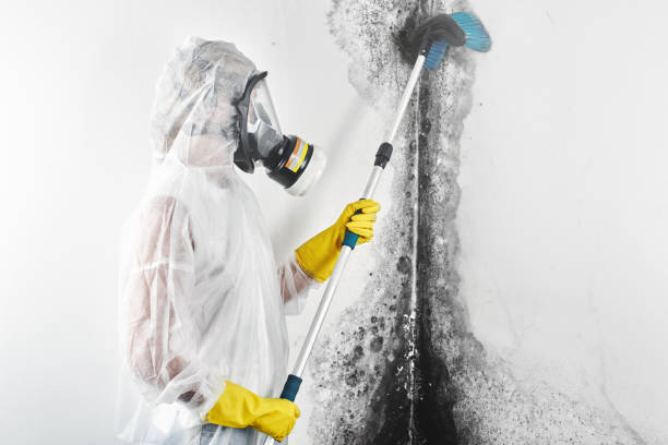 Best Basement Mold Removal  in Cumberland, KY